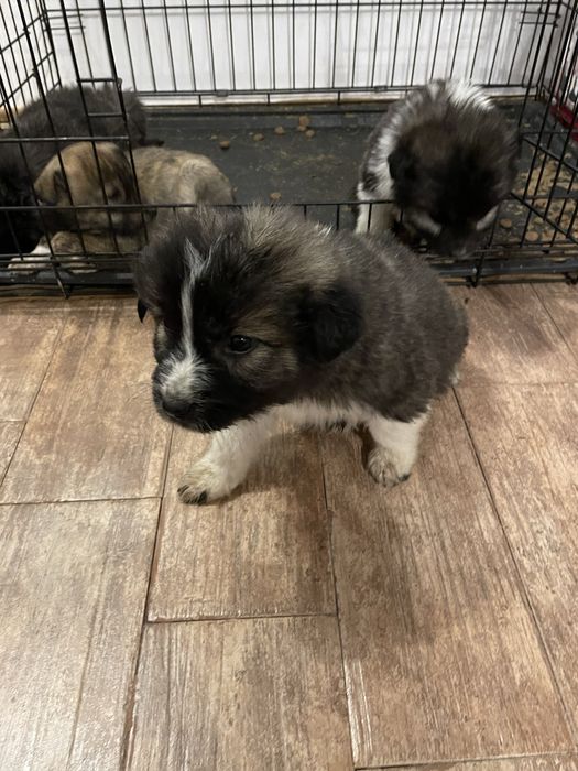 Donez catelusi ciobanesc mioritic