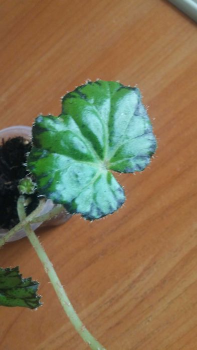 Комнатное растение бегония