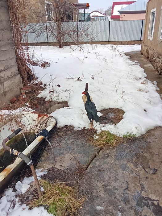 Курочки даканки на продажу