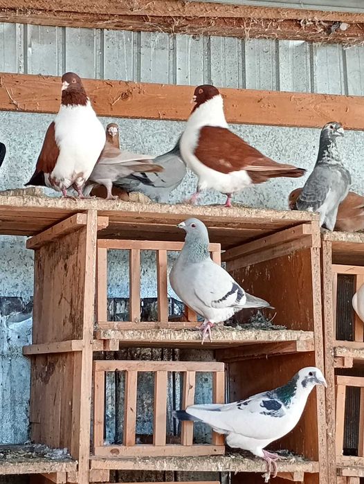 Vând porumbei galbeni și straseri