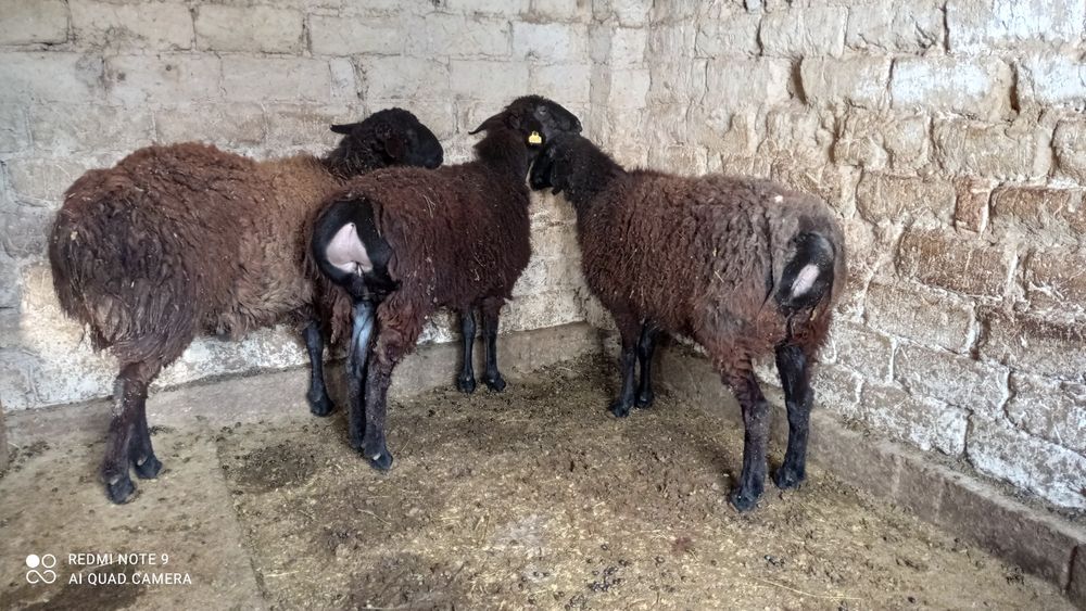 Семіз қойлар 6 ай жемдетұрған
