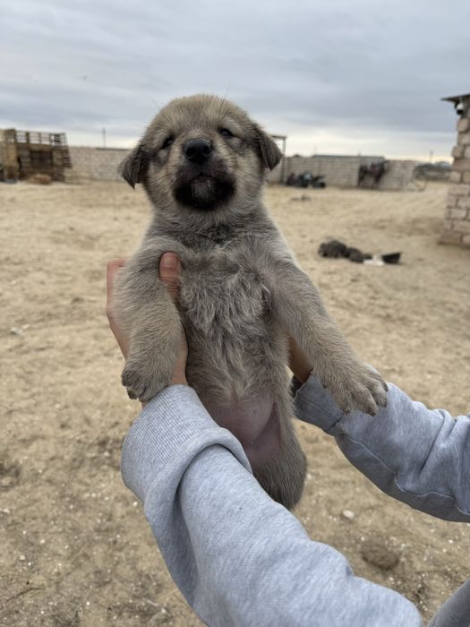 күшік күшіктер бесплатно