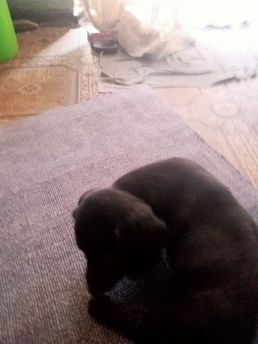 Щенок таксы мальчик