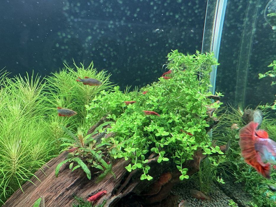 Продам почвапокровка монте карло