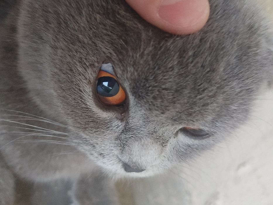 Scottish Fold,1,5 – 2,5 yosh,aqlli va odamga tez o‘rganuvchan,
