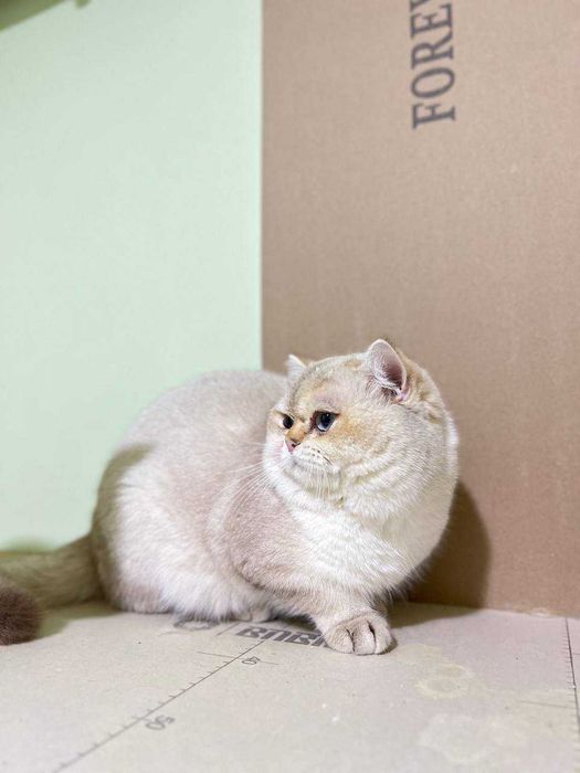 Вязка Шотландский вислоухий шиншилла & Британская кошка NY12