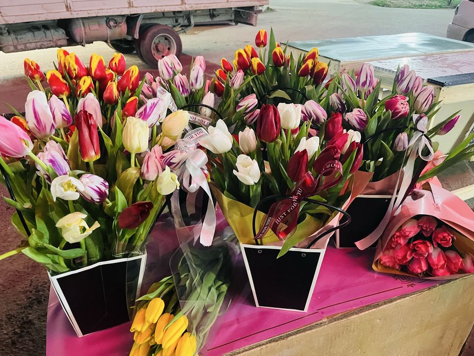 Голландские тюльпаны