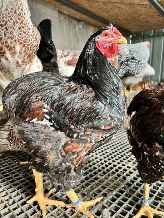 Cocosi Wyandotte Wiandotte 2025 TOP rasa pura GSG albastru auriu