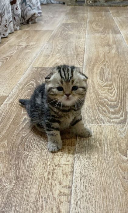 ШотЛанДскиЕ ВисЛоуХие и ПрЯмоУхие КотЯта