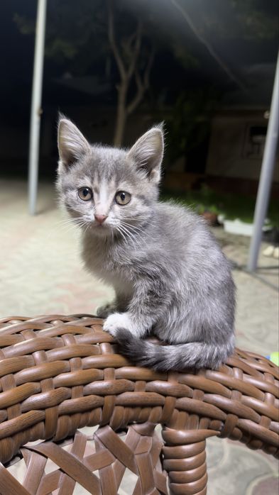 Красивый котенок