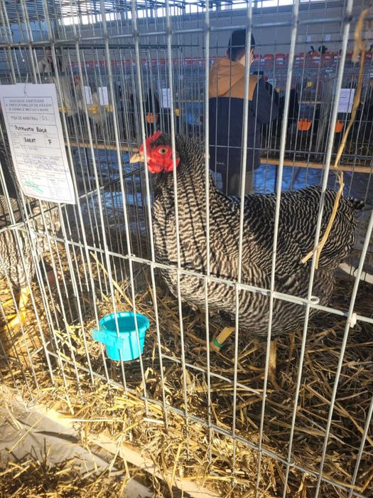 Vand oua  plymouth rock barat!