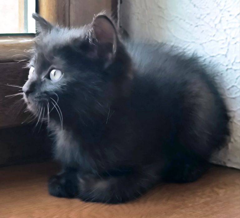 Котенок девочка ищем дом