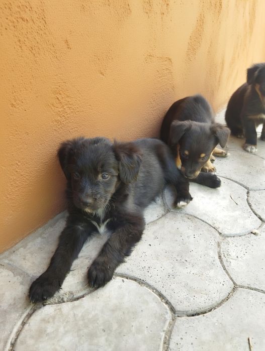 Отдам щенков , 3 девочки