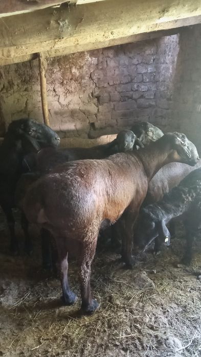 Гисар екі жасар бес бас