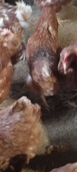 Pasari de oua  crescute la sol