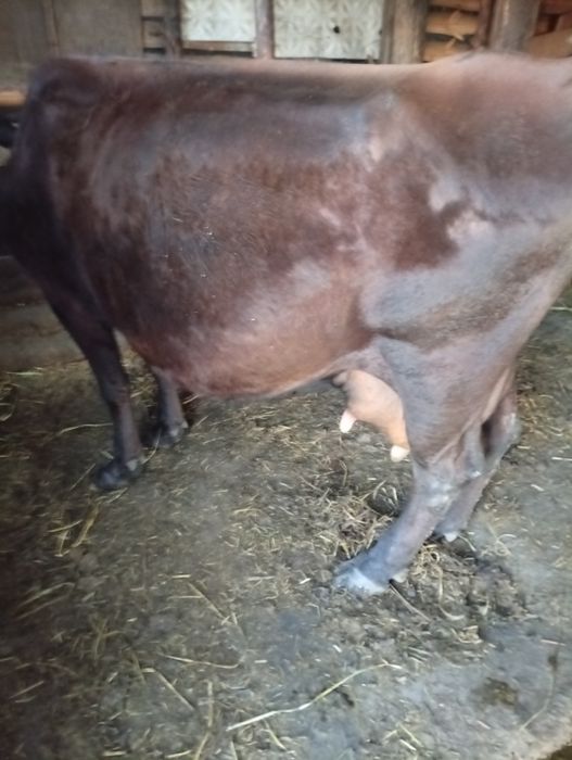 Продам дойную корову