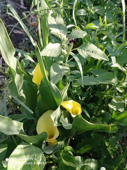 Atir Gul Kuchatlari Sotiladi