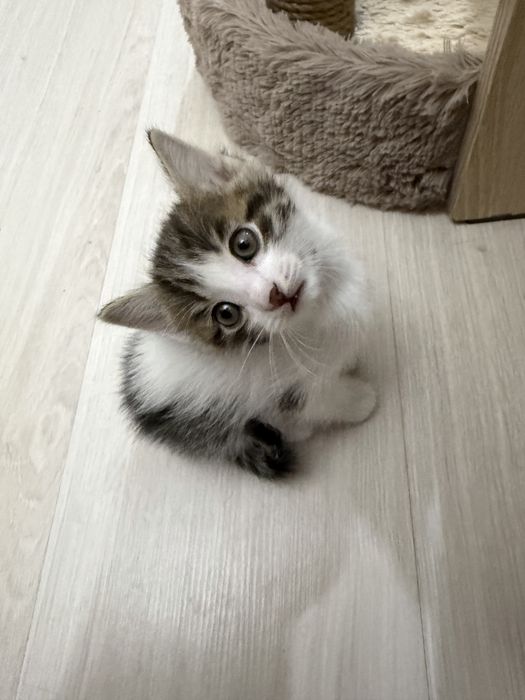 Ласковые и игривые котята