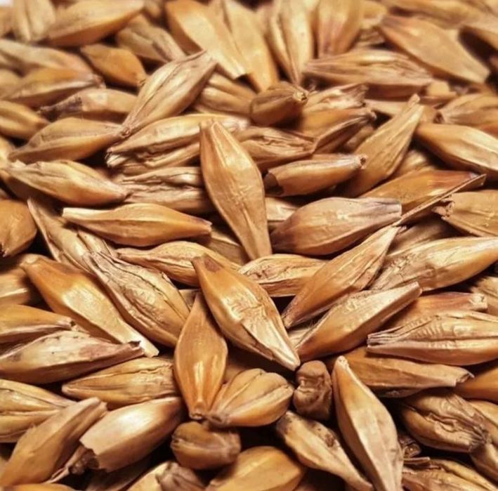 Пшеница, ячмень.