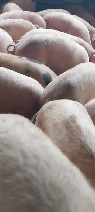 Продавам домашни прасета