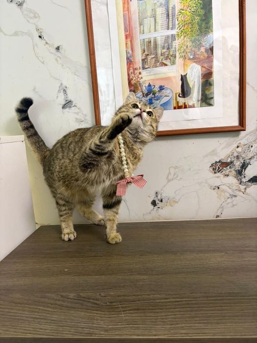 Кошечка в добрые руки