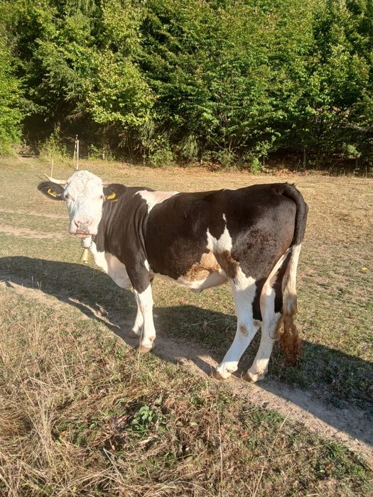 Vand vacă de 5 ani