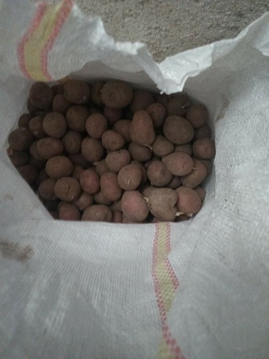 Cartofi de samanta (rosu- mov)