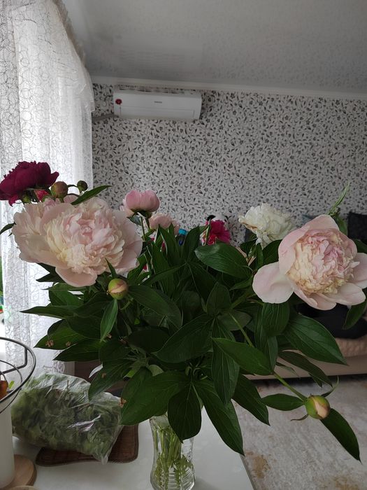 Свежие цветы Пионы