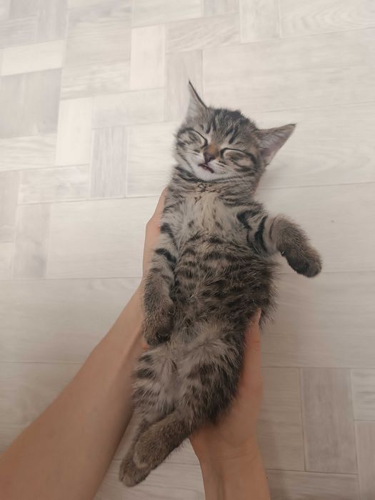 Котёнок девочка бесплатно