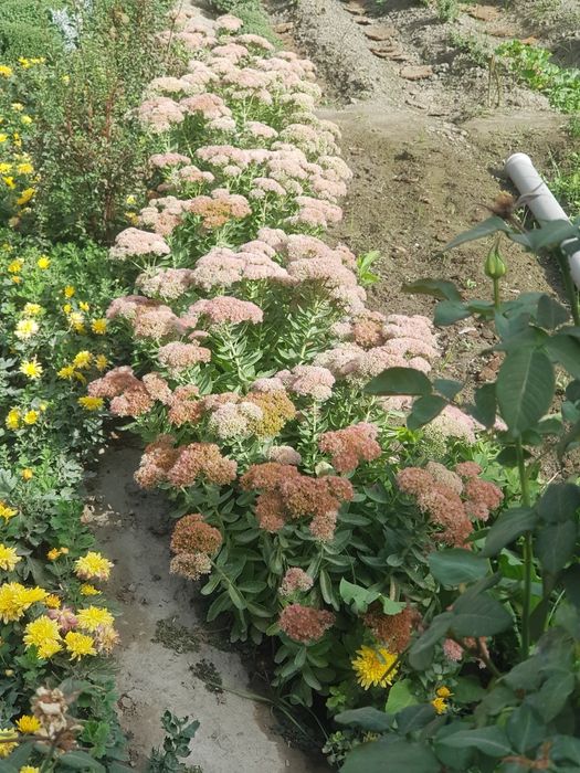 тувак гуллари ва бог гуллари