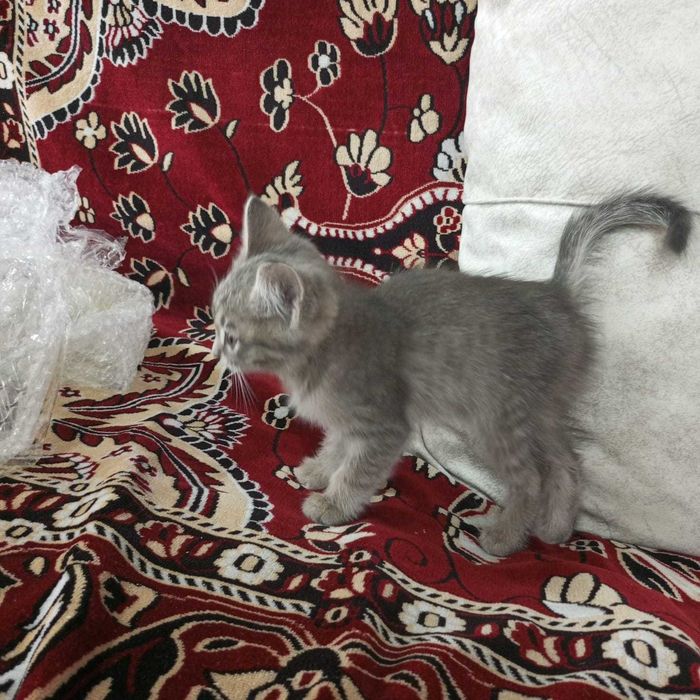 Отдам котенка в хорошие добрые руки