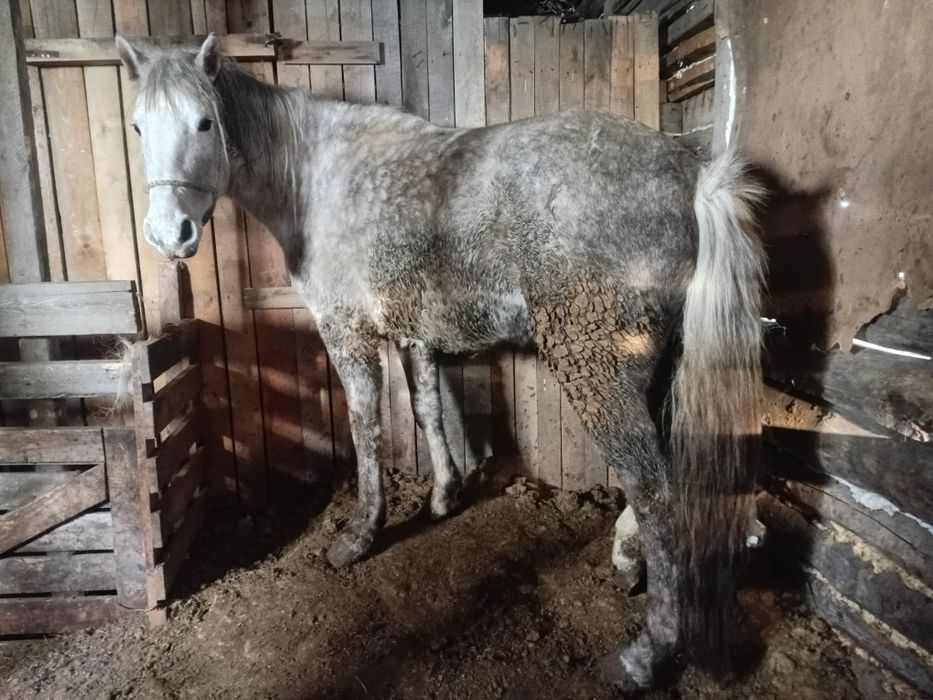 Продам қысыр семіз бие