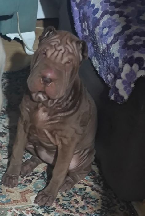 Продам щенка девочку шарпей