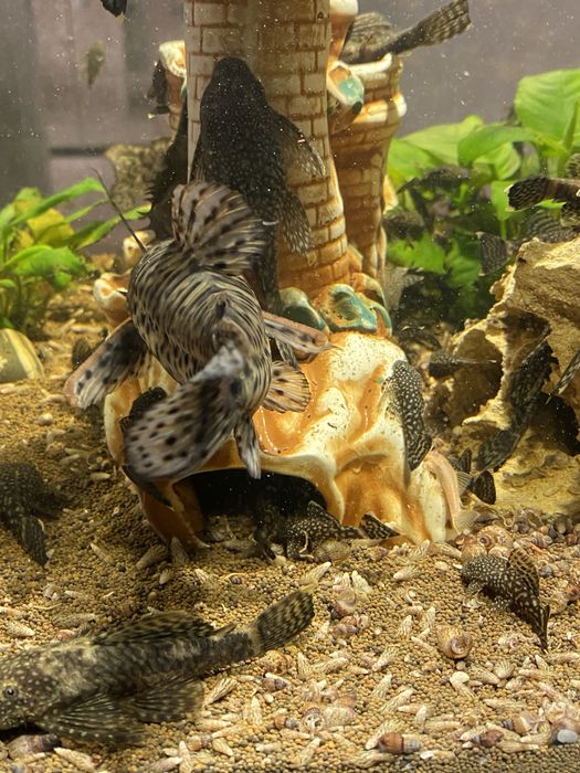 Сомики-анцистры