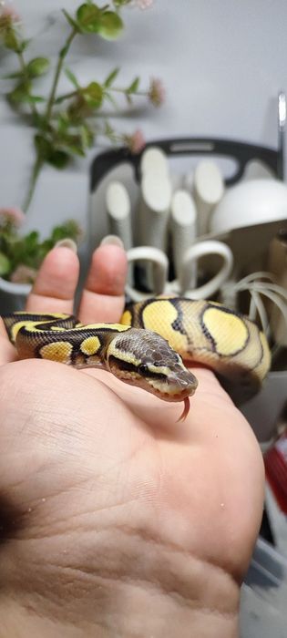 Королевский питон