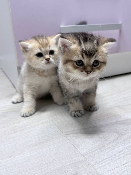 Милые котята,продаются