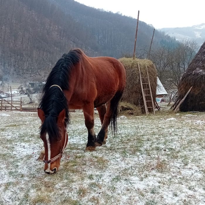 Cal de vânzare bună de ham acest orice proba