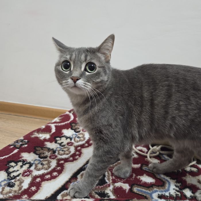 Отдам кошку в хорошие руки.