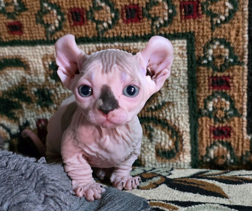 Бронь Сфинксы!!!