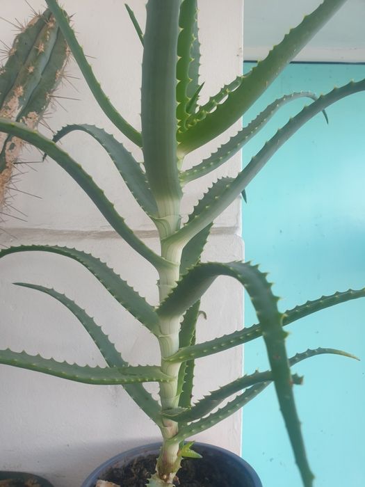 Vind aloe Vera medicinală