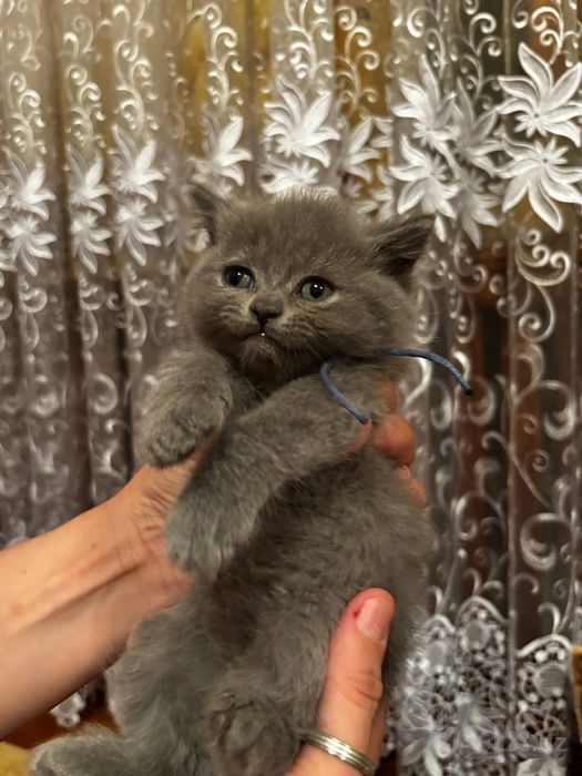 Продам семерых котят