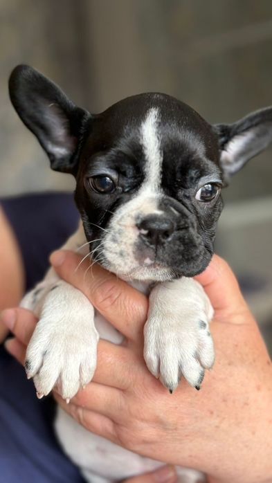 Щенки Французского бульдога. Редкий окрас. Шикарные щенки Девочки.