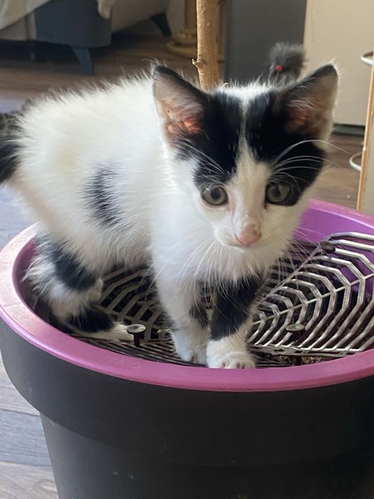 Подарявам котенце