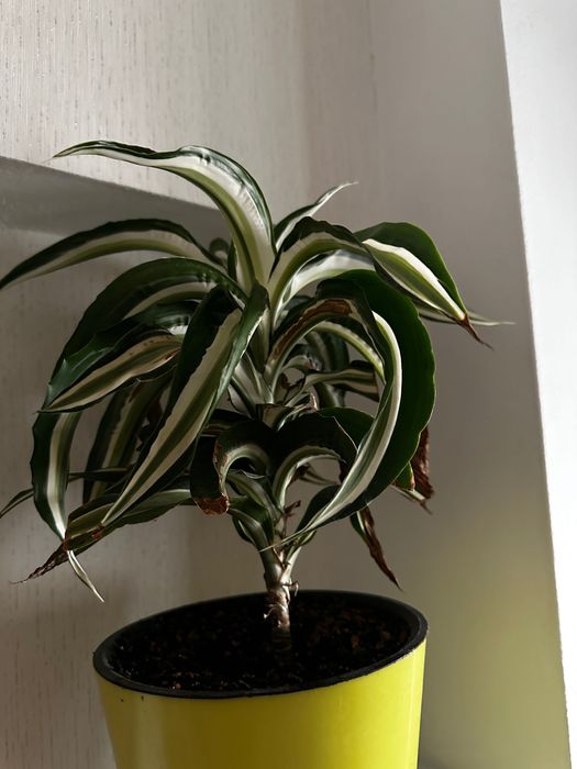 Цветы очищающие воздух живые