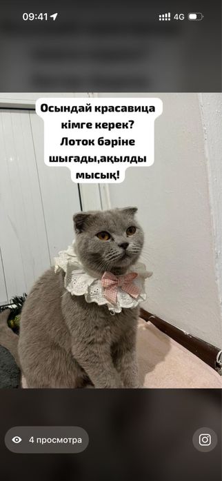 Шотландский вислоуха қыз мысық
