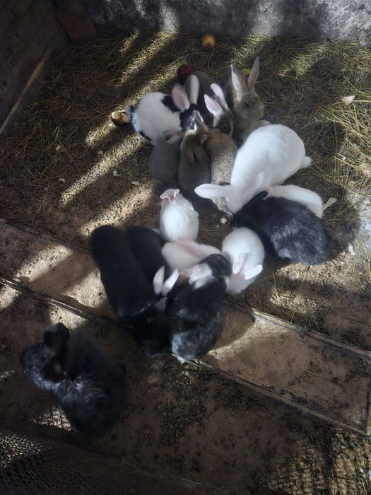 Продам кроликов по 2000тг