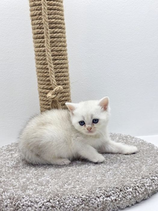 Кошечки шотландские/