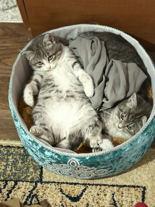 Отдаю котят в добрый руки