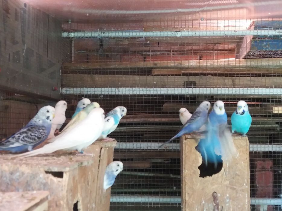 Vand papagali Perusi