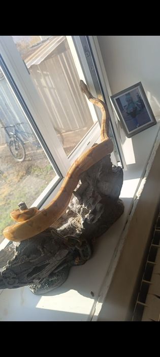 Императорский удав самка